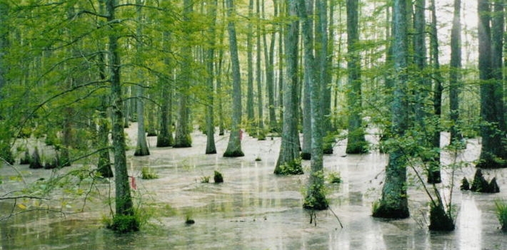 Swamp near Ashland, Mississippi