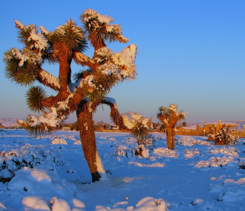 Winter in the Mojave Desert