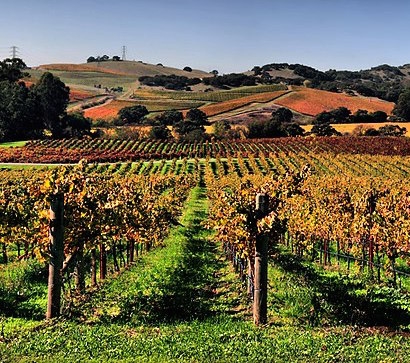 Vineyards in Napa Valley