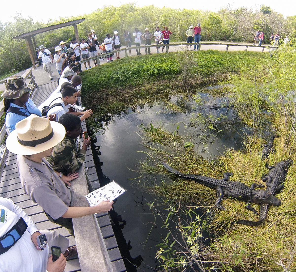 American alligators at the Everglades National Park