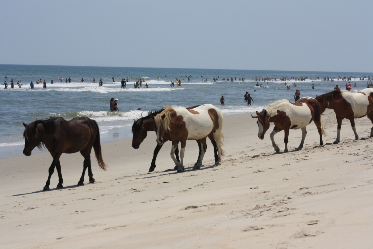 Wild horses on the beach of Assateague Island