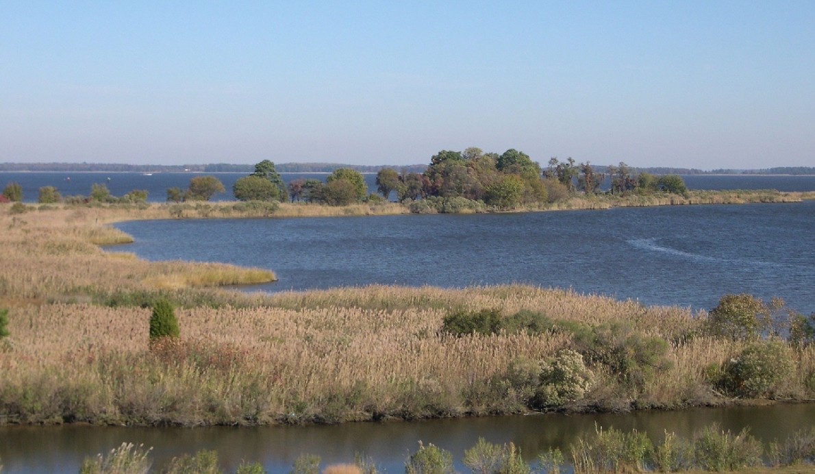 Tidal wetlands of Chesapeake Bay