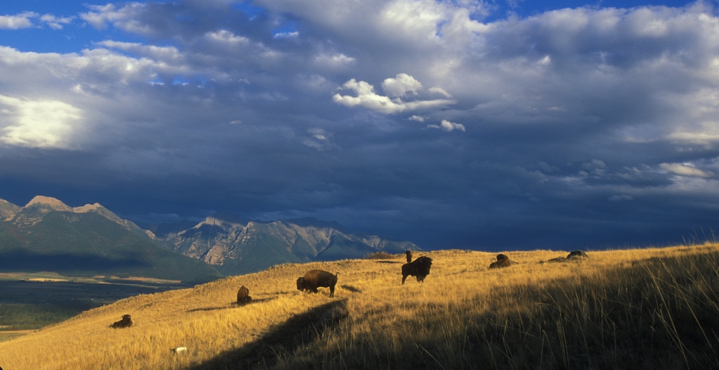 Bison grazing on the National Bison Range