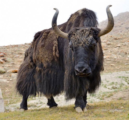 Yak, Tibet