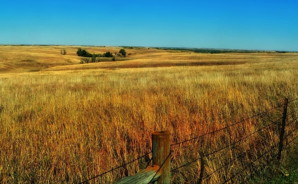 Prairie grassland