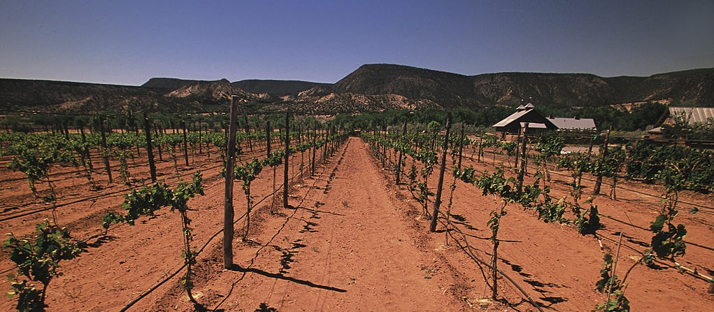 Vineyards in Rio Arriba County