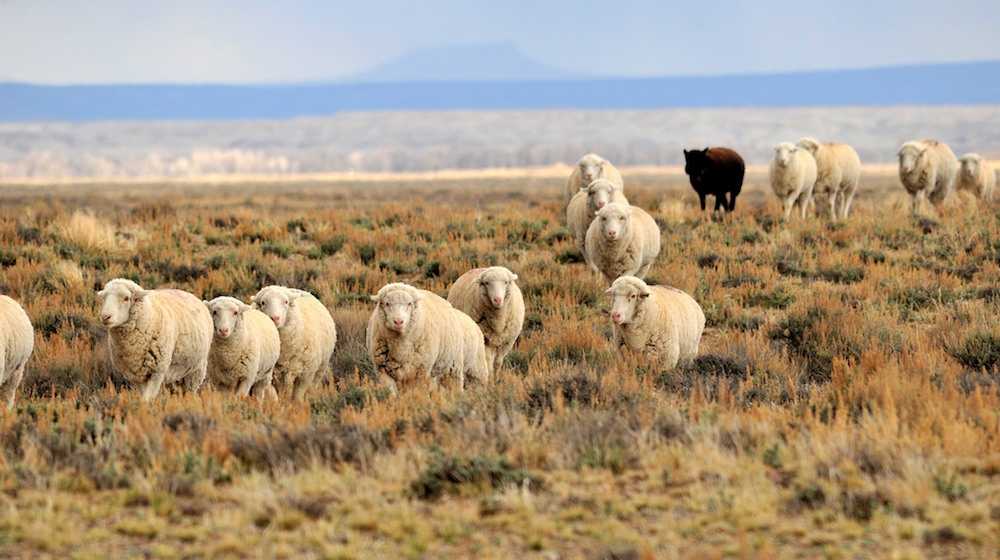 Sheep trail, southwest Wyoming
