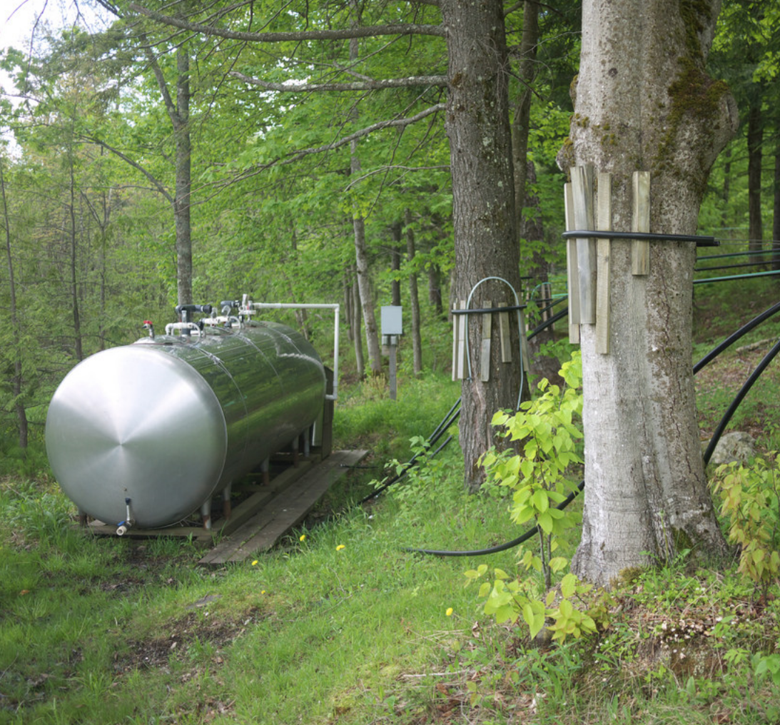 Gathering maple syrup