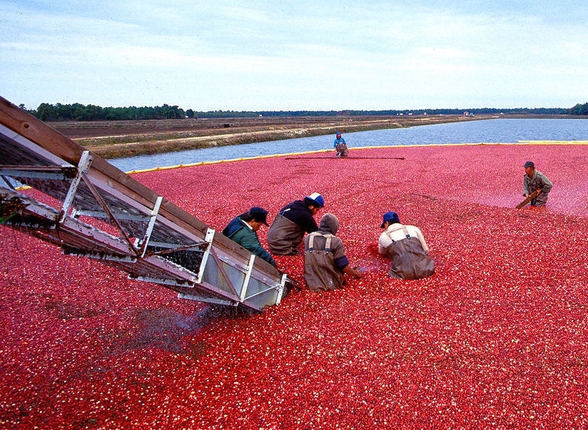 Cranberry harvest in New Jersey