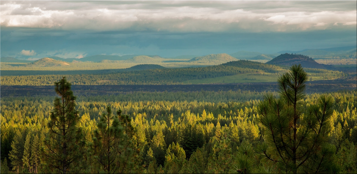 Deschutes River Woods, near Bend