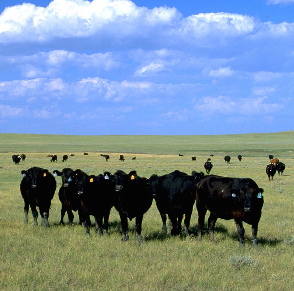 Cattle grazing on a South Dakota plain