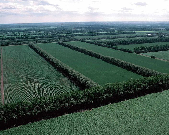 Field windbreaks in North Dakota