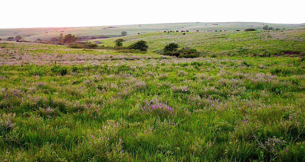 Prairie grasslands on the Great Plains
