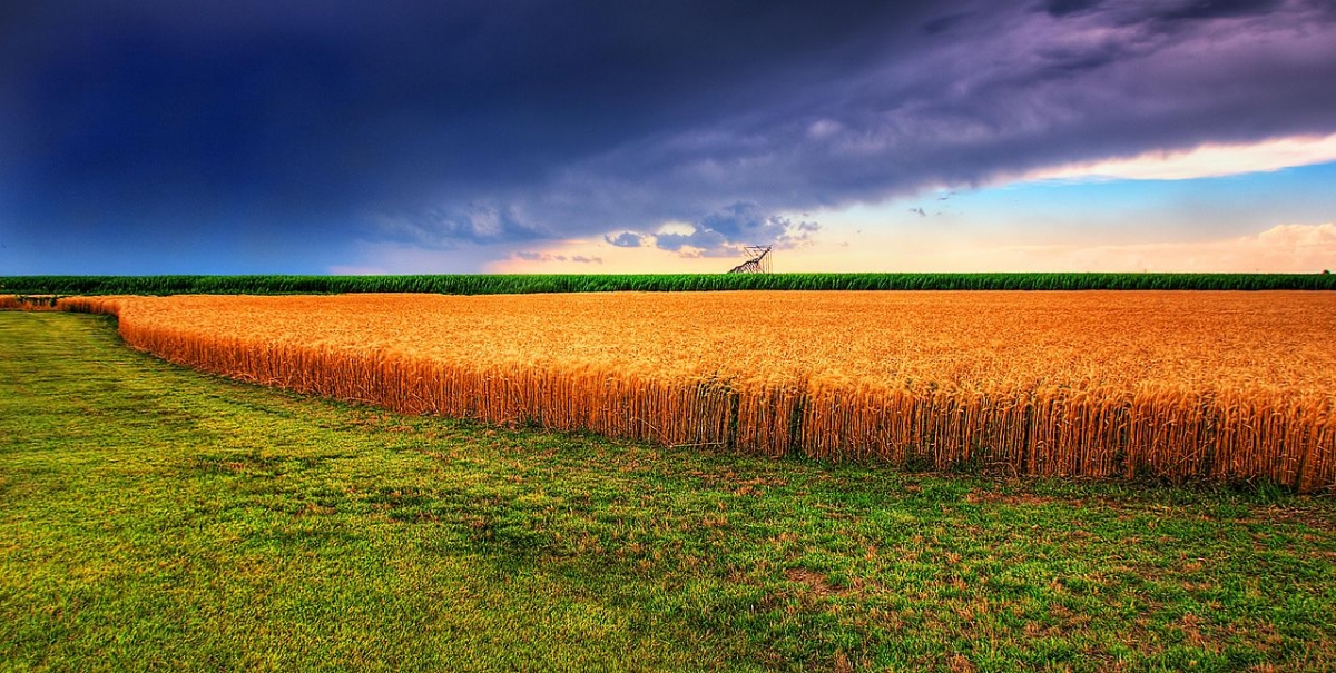 Wheat fields in Kansas