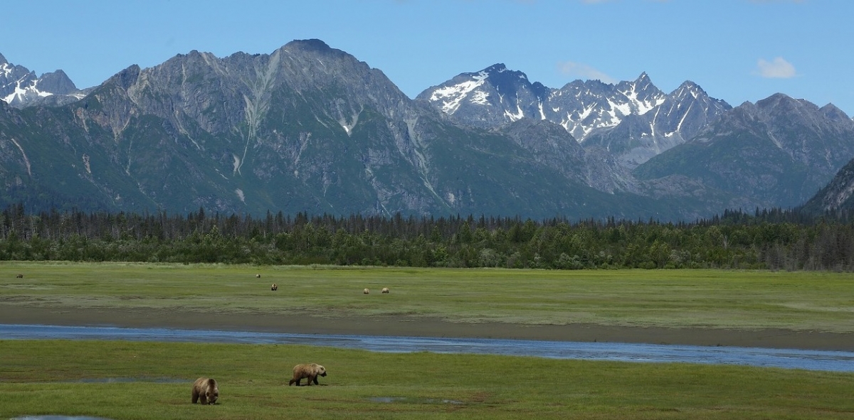 Brown bears in the Alaskan wilderness