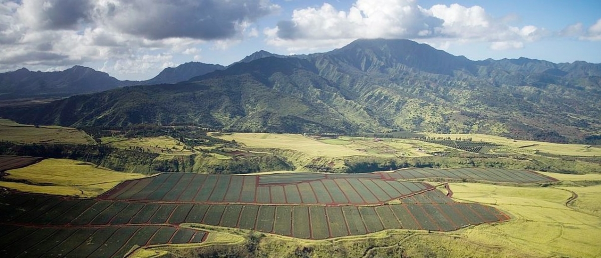 Pineapple fields on Hawaii island
