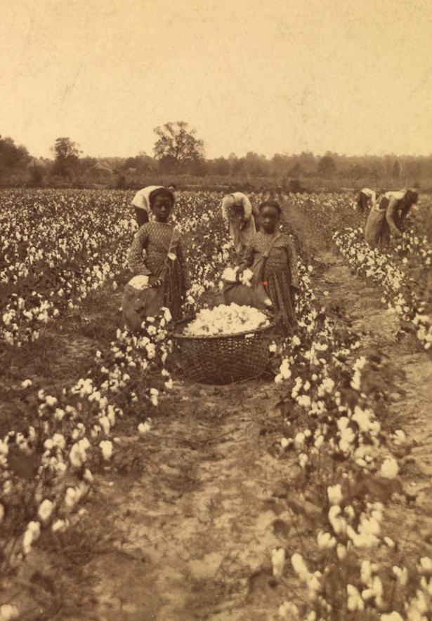 African American children picking cotton, 1870
