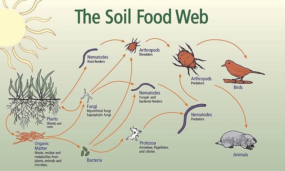 Diagram of the food web in the soil ecosystem