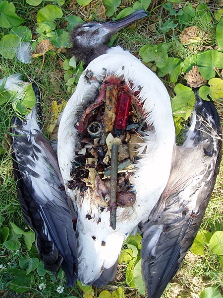 Plastic stomach contents of a dead albatross chick