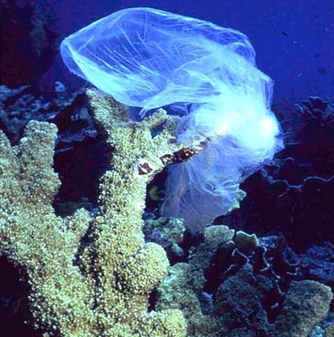 Plastic bag snagged on coral