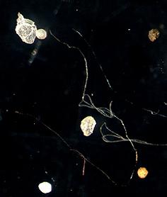 Microplastics in river sediments