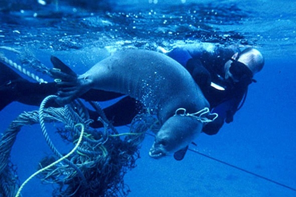 A seal being rescued from plastic fishing ropes