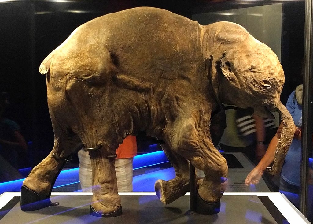 The frozen woolly mammoth calf "Lyuba"