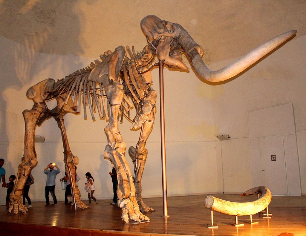 A complete skeleton of the southern mammoth