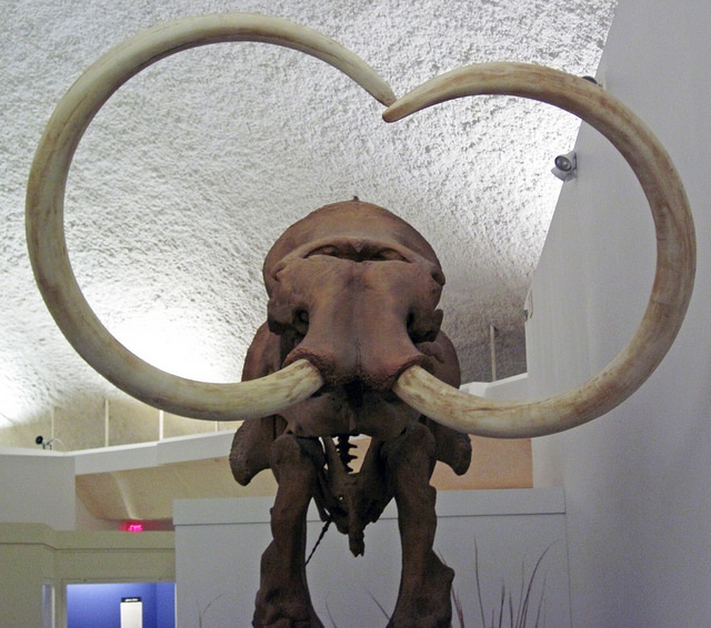 The tusks of a Columbian mammoth