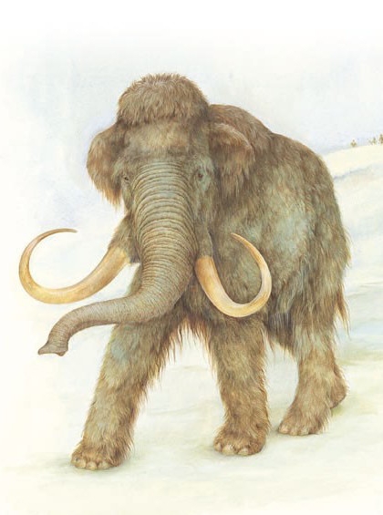 Woolly mammoth
