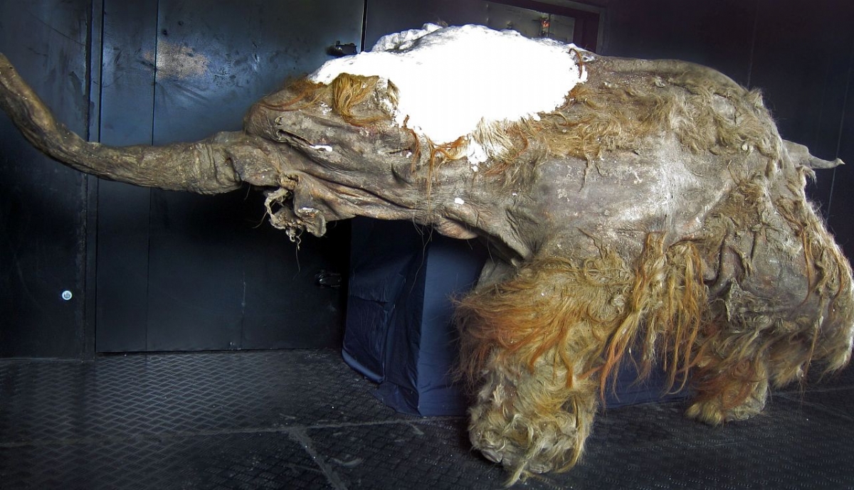 The frozen woolly mammoth calf "Yuka"
