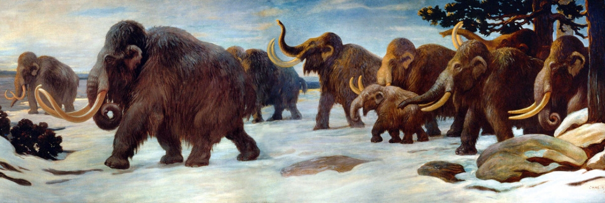 A herd of woolly mammoth on the move