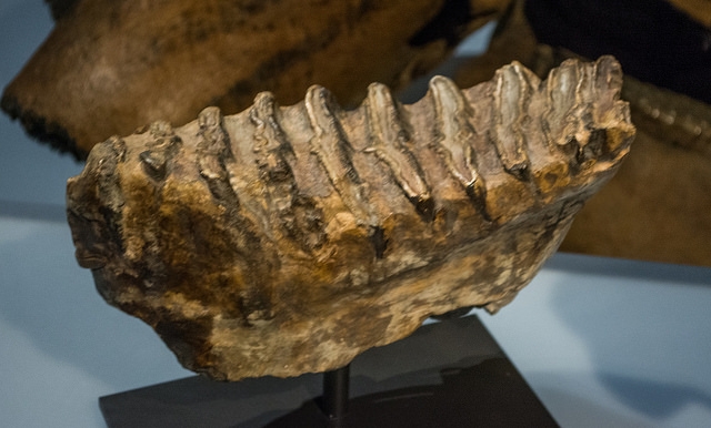 Southern mammoth molar