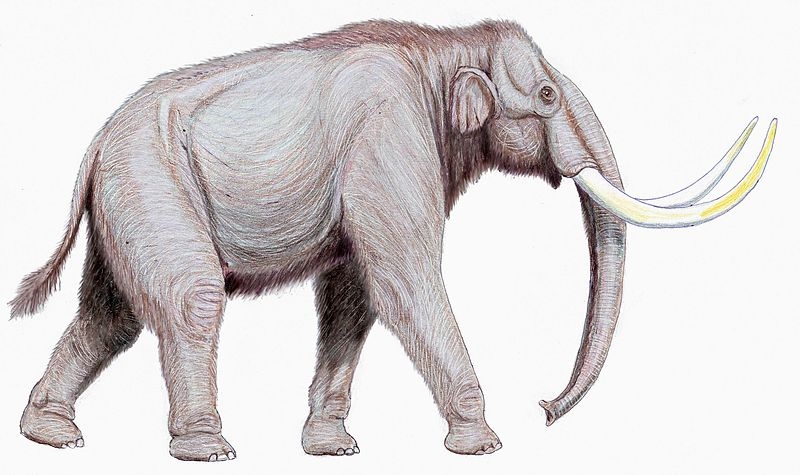 Steppe mammoth
