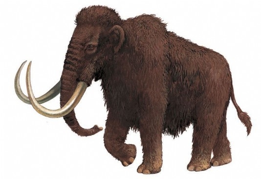 Woolly mammoth
