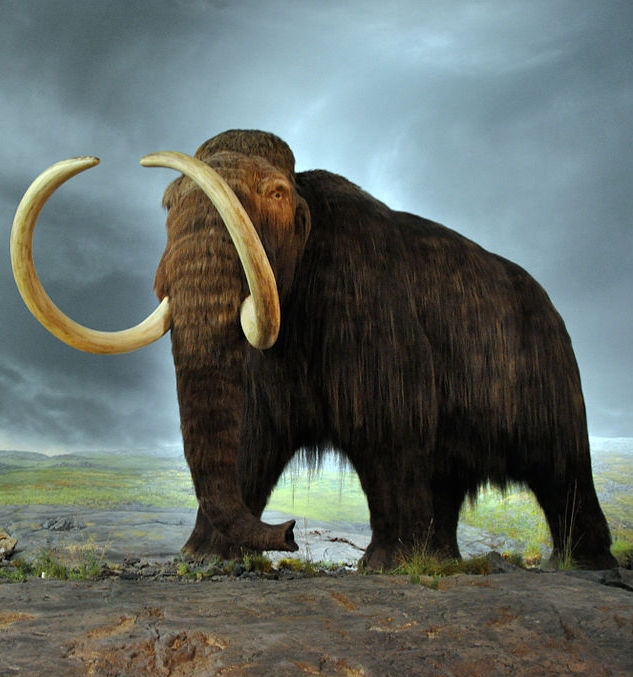 A model of a woolly mammoth