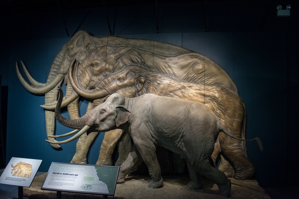 A model of a pygmy mammoth