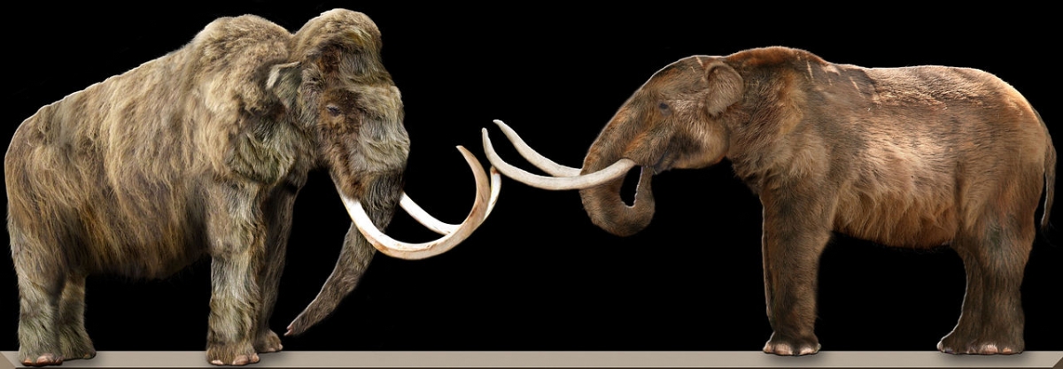 Woolly mammoth (left) and mastodon (right) compared