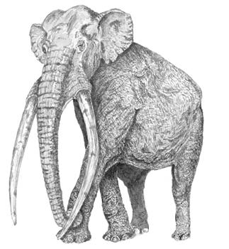 Southern mammoth