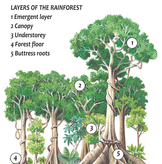 Rainforest Tree Diagram