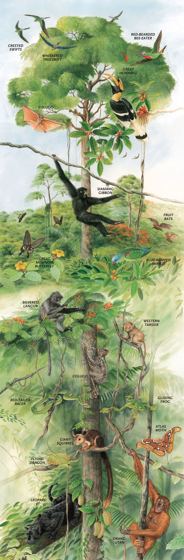 Rainforest Tree Diagram