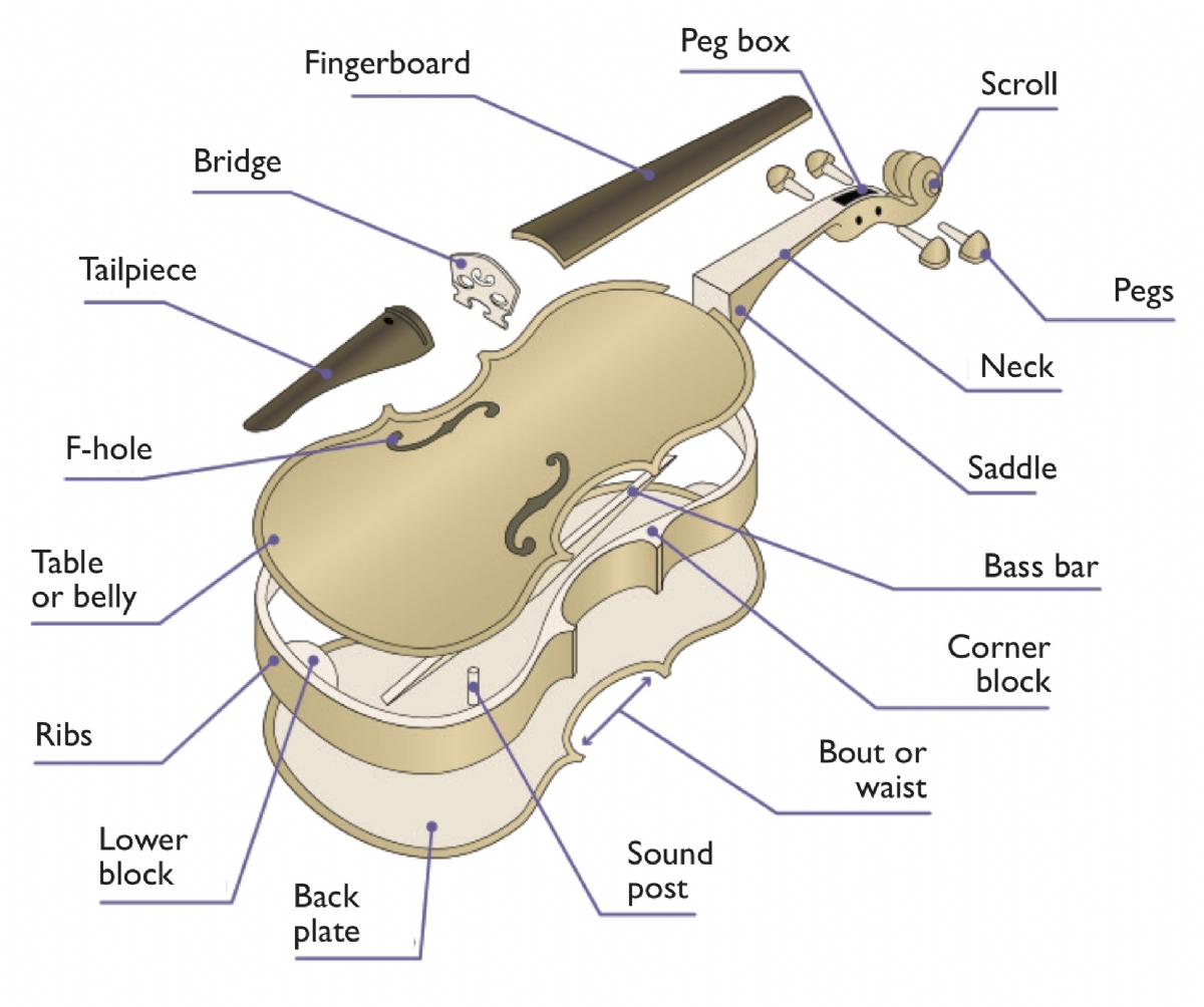 Parts of a violin