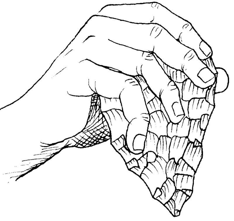 Holding a hand axe