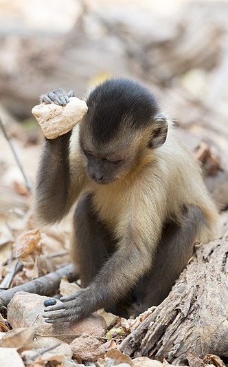A capuchin monkey using a stone tool
