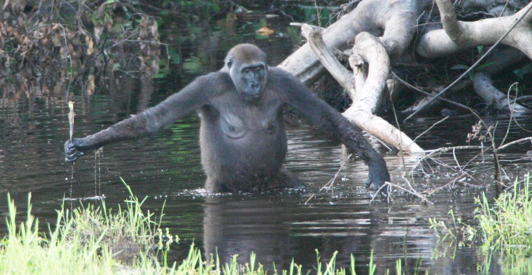 Female using stick to test water depth (Wikimedia.org)