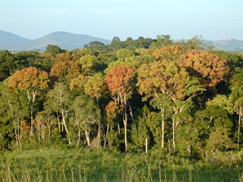 Forest in gabon (NASA)