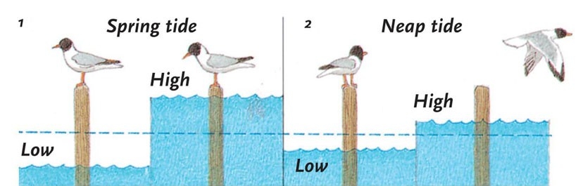Diagram of spring and neap tides