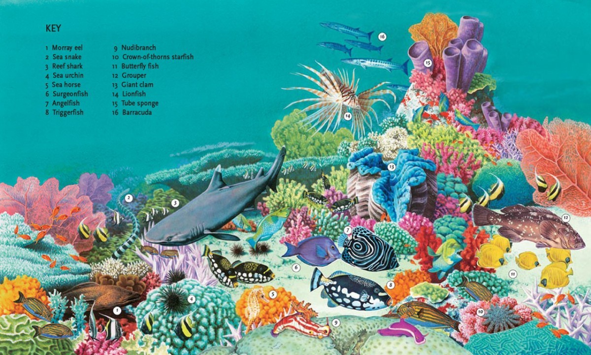 Coral reef fish