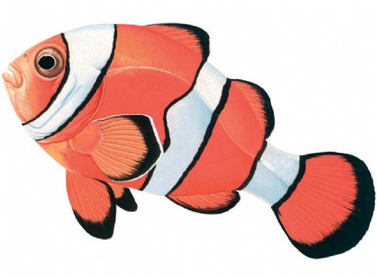 Clownfish