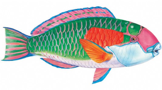 Bower’s parrotfish